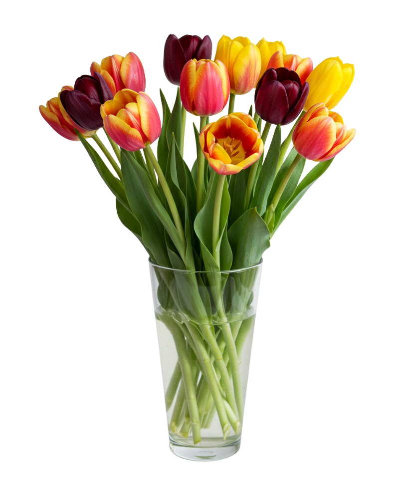 Tulips